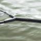 Korda Kaizen Green Landing Net - 42"