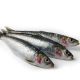 Lucebaits Sardine