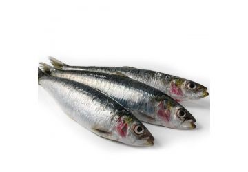 Sardine - Frozen Dead Bait