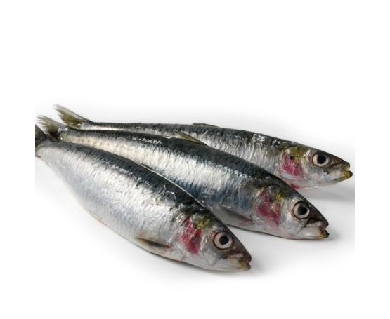 Lucebaits Sardine