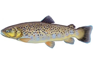 Brown Trout - Frozen Dead Bait