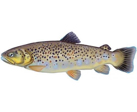 Lucebaits Trout Brown