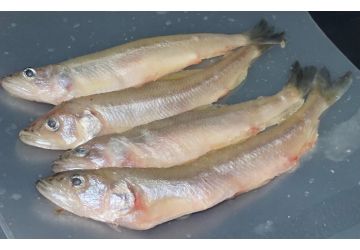 Lucebaits Smelt