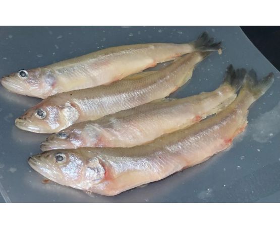 Lucebaits Smelt
