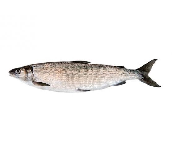 Lucebaits Pollen