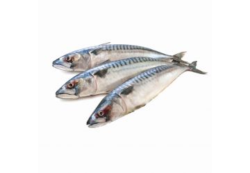Mackerel - Frozen Dead Bait