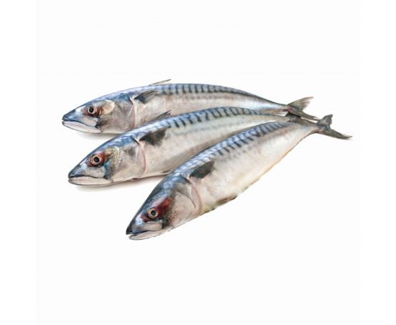 Lucebaits Mackerel