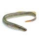 Lucebaits Lamprey
