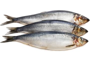 Lucebaits Herring