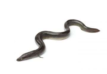 Lucebaits Eels