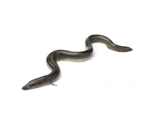Lucebaits Eel Sections
