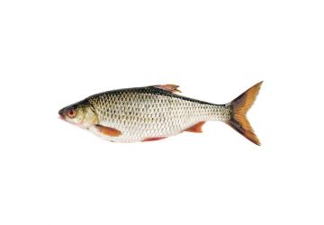 Devon Baits Roach