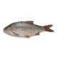 Lucebaits Coarse Fish