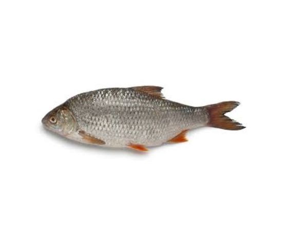 Lucebaits Coarse Fish