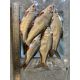 Lucebaits Coarse Fish