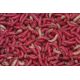 Spod Maggots
