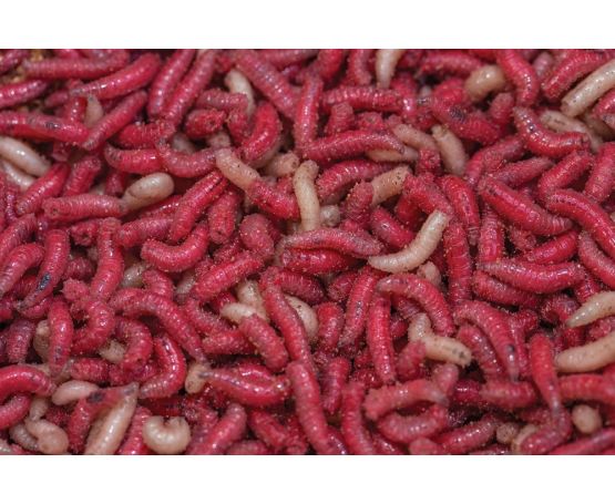 Spod Maggots