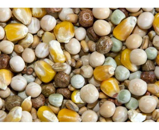 Spod Mix High Protein Pigeon Mix (Dry) 5kg
