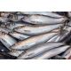 Seafreeze Herring