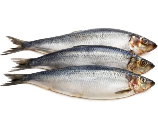 Seafreeze Herring