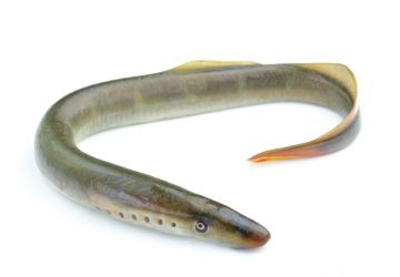 Lamprey Sections - Frozen Dead Bait