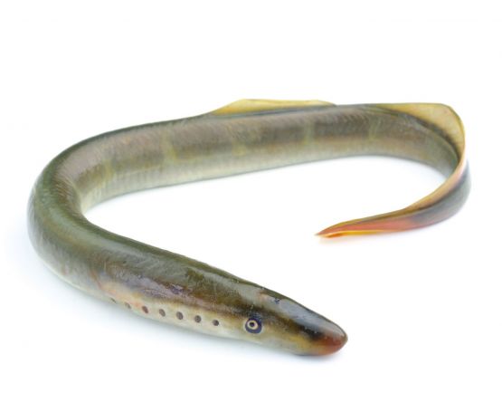 Seafreeze Lamprey Sections