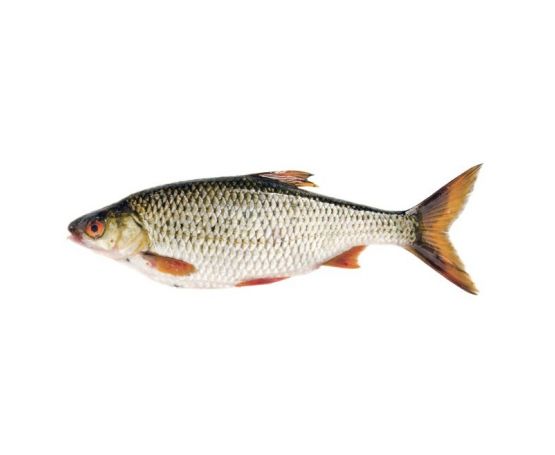 Seafreeze Roach