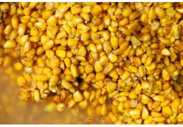 Maize (Cooked) Maize (Cooked)