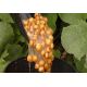Tiger Nuts (Cooked)