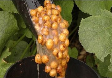 Tiger Nuts (Cooked)