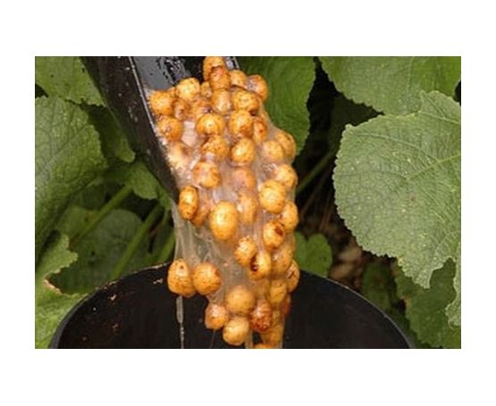Tiger Nuts (Cooked)