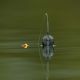 Korda Zig Kit Bundle