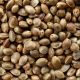 Giant Hemp (Dry) 1kg & 4kg