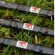Normark Titan Float Rod - 13ft (Collectors Limited Edition 20/100)