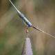 Fox Edges Essentials Tungsten Tubing Lead Clip Rig