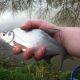 Skimmer Bream - Frozen Dead Bait