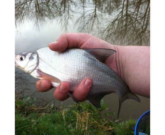 Skimmer Bream - Frozen Dead Bait