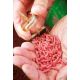 Drennan Bolt Rig Feeder 70g (2.5oz)