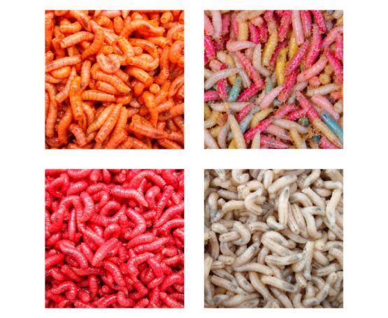 Maggots