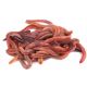 Worms - Lobs