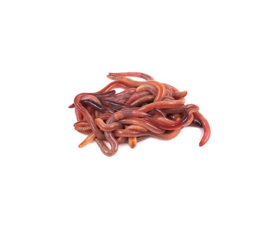 Worms - Lobs