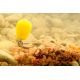 Korda Pop Up Maize