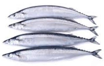 blueys bait and tackle