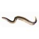 Lucebaits Eel Sections