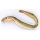 Lucebaits Lamprey