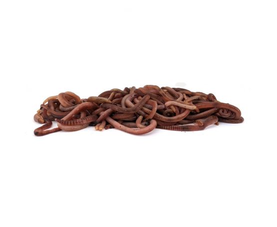 Worms, Dendrobaena