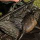 Thinking Anglers Olive All-in-One Retainer Sling