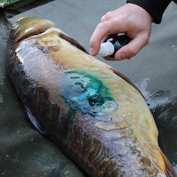 Carp Care & Unhooking